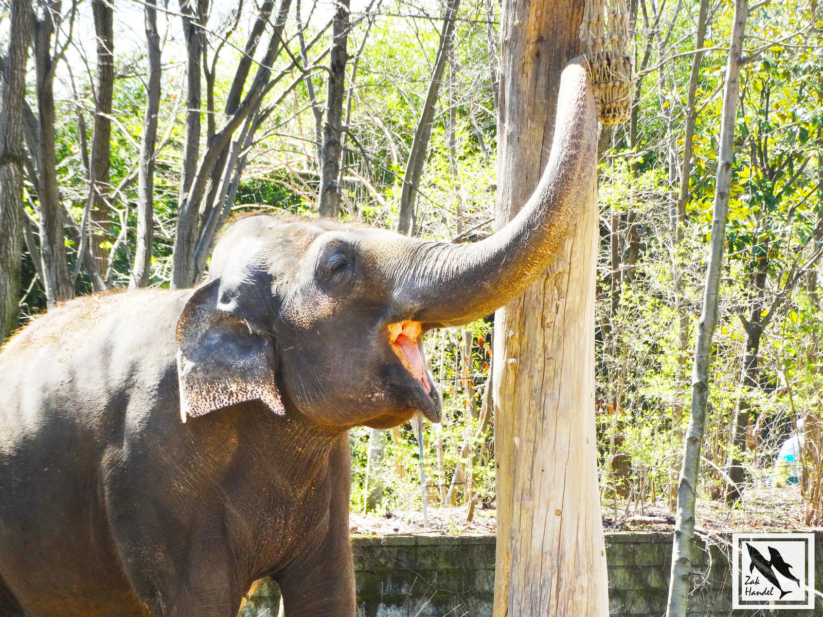 Mar. 2016 - Elephant Reserve - Mai-Thai