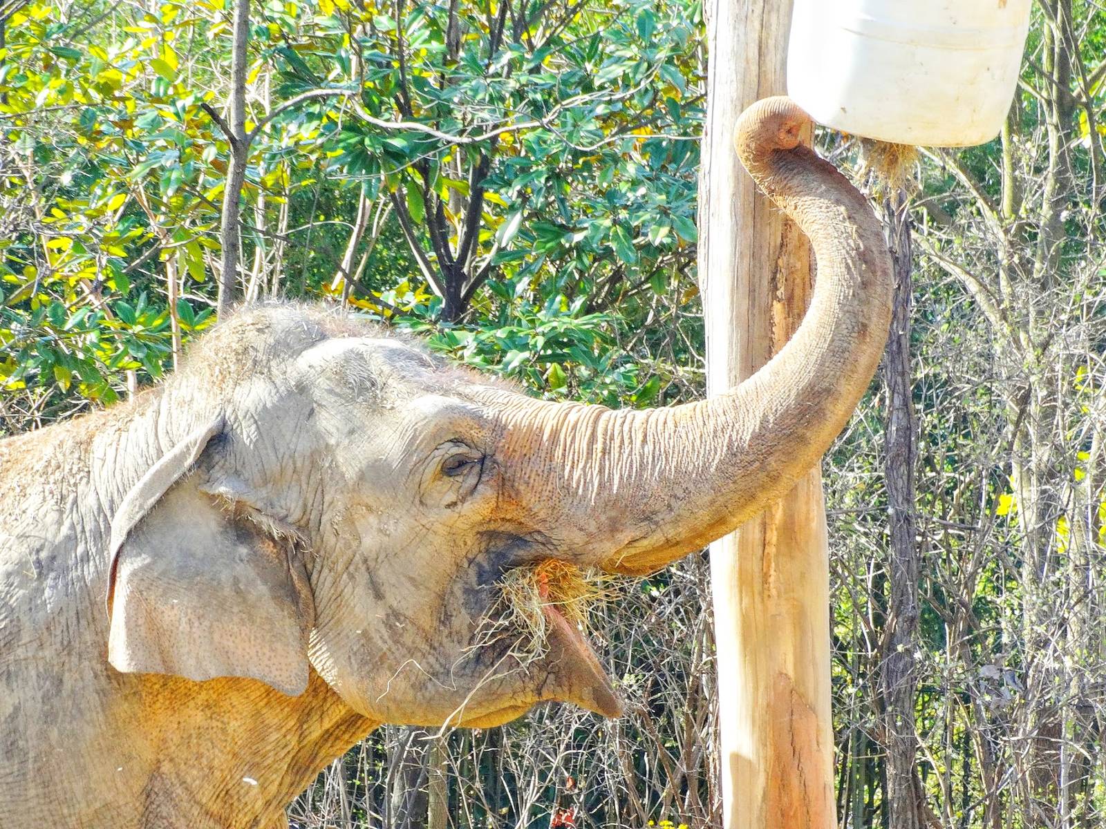 Mar. 2016 - Elephant Reserve - Schottzie