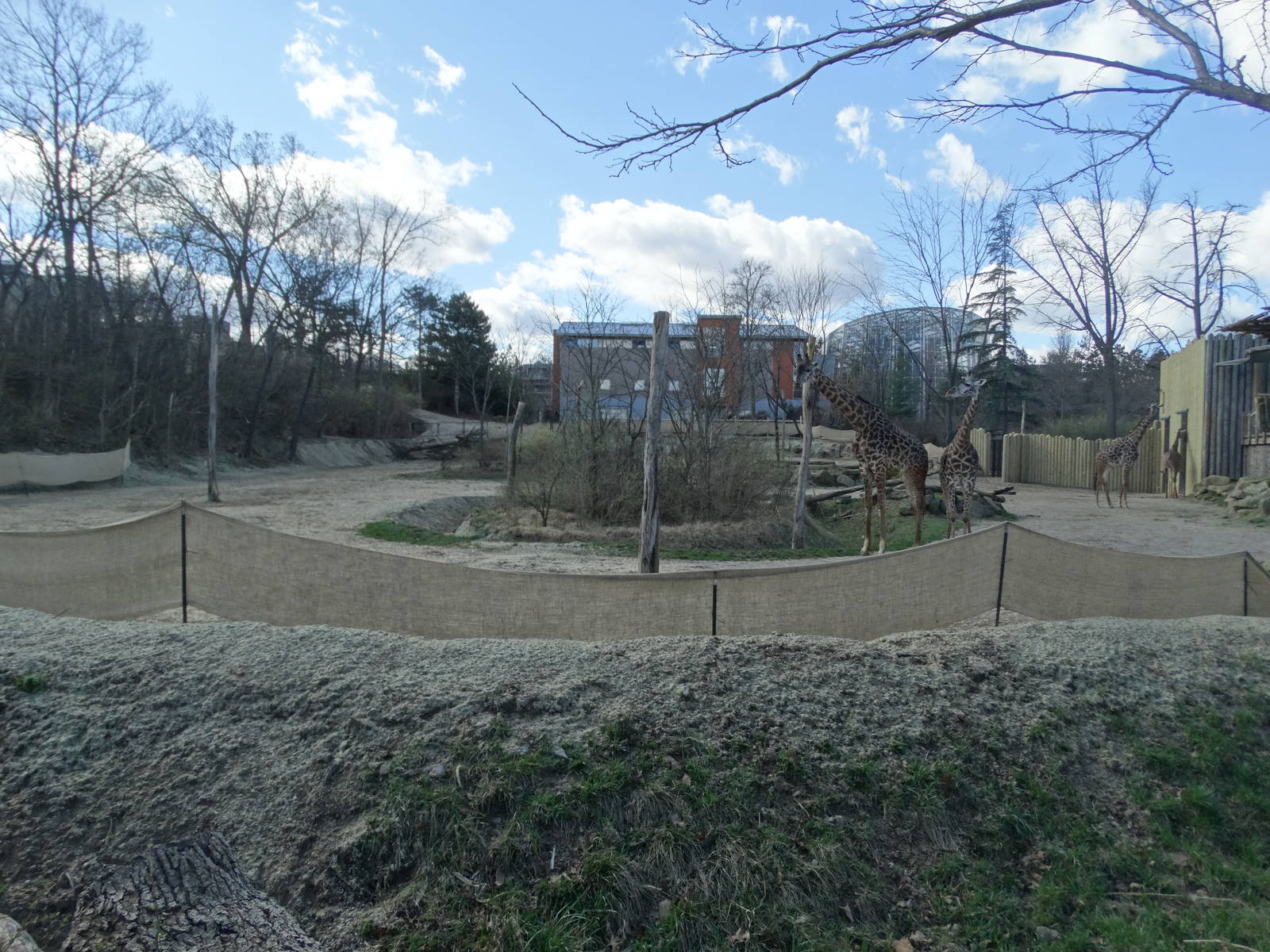 Mar. 2016 - Giraffe Ridge - New Fencing
