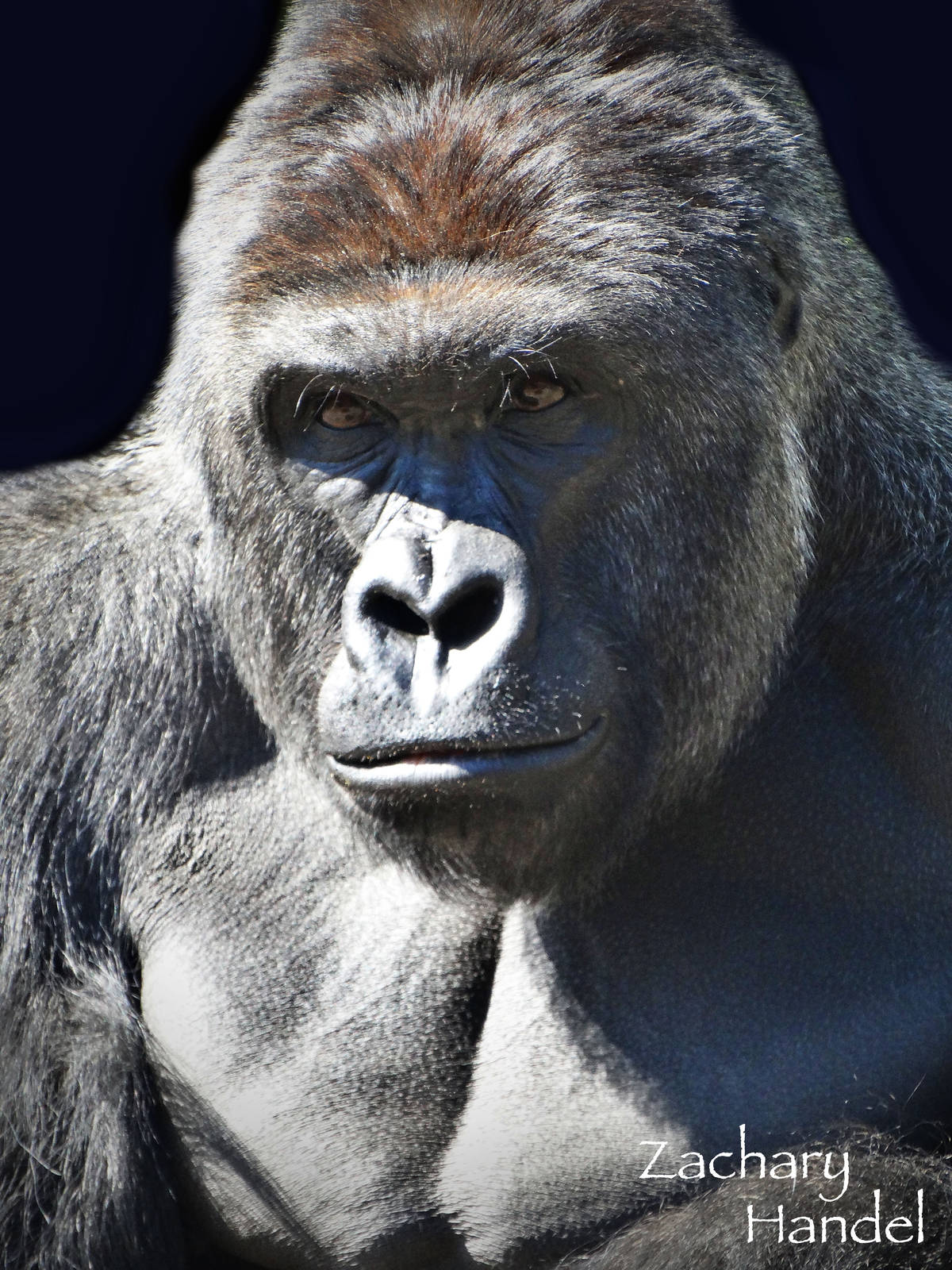 Mar. 2016 - Gorilla World - Harambe