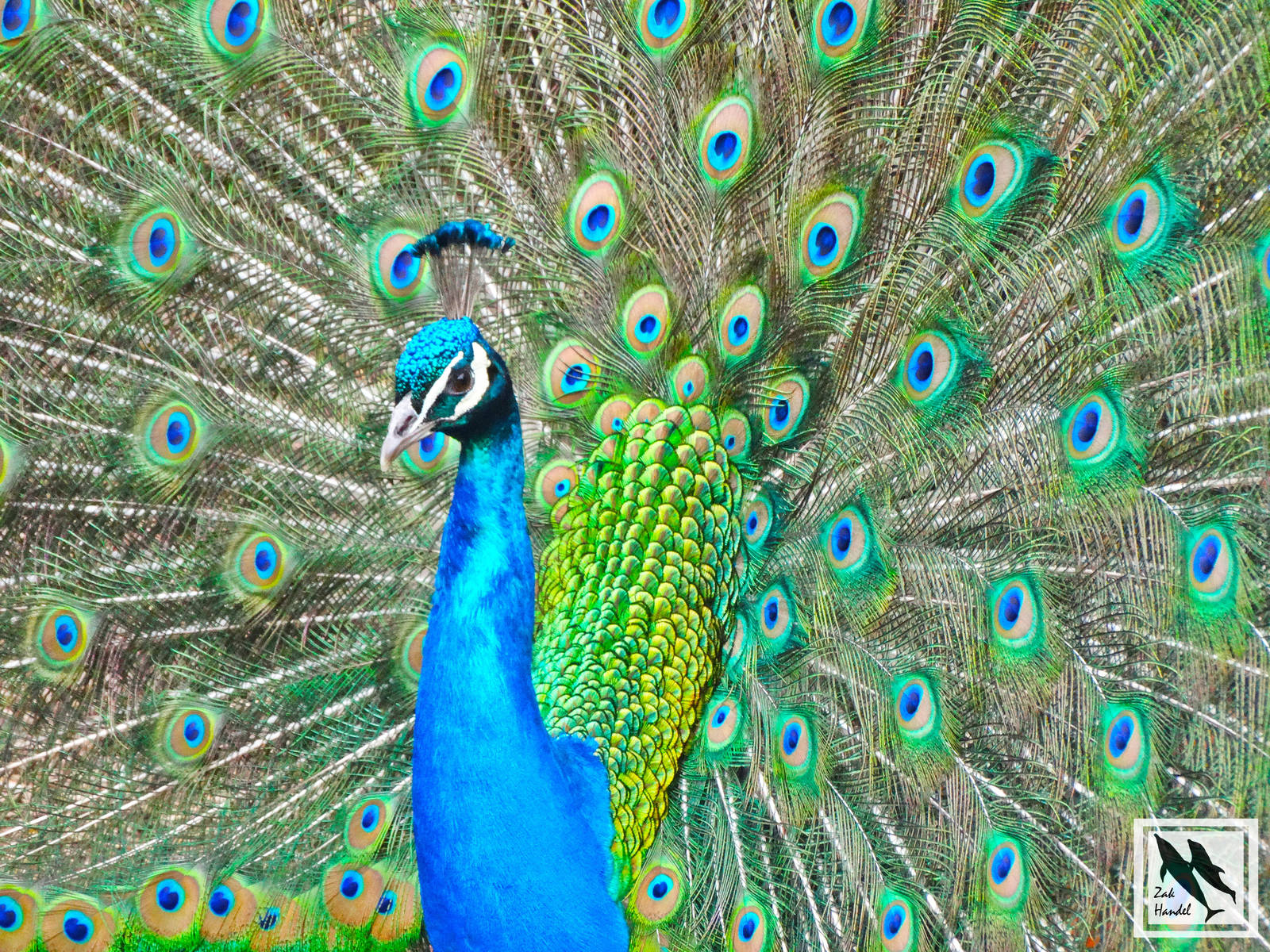 Mar. 2016 - Indian Peafowl
