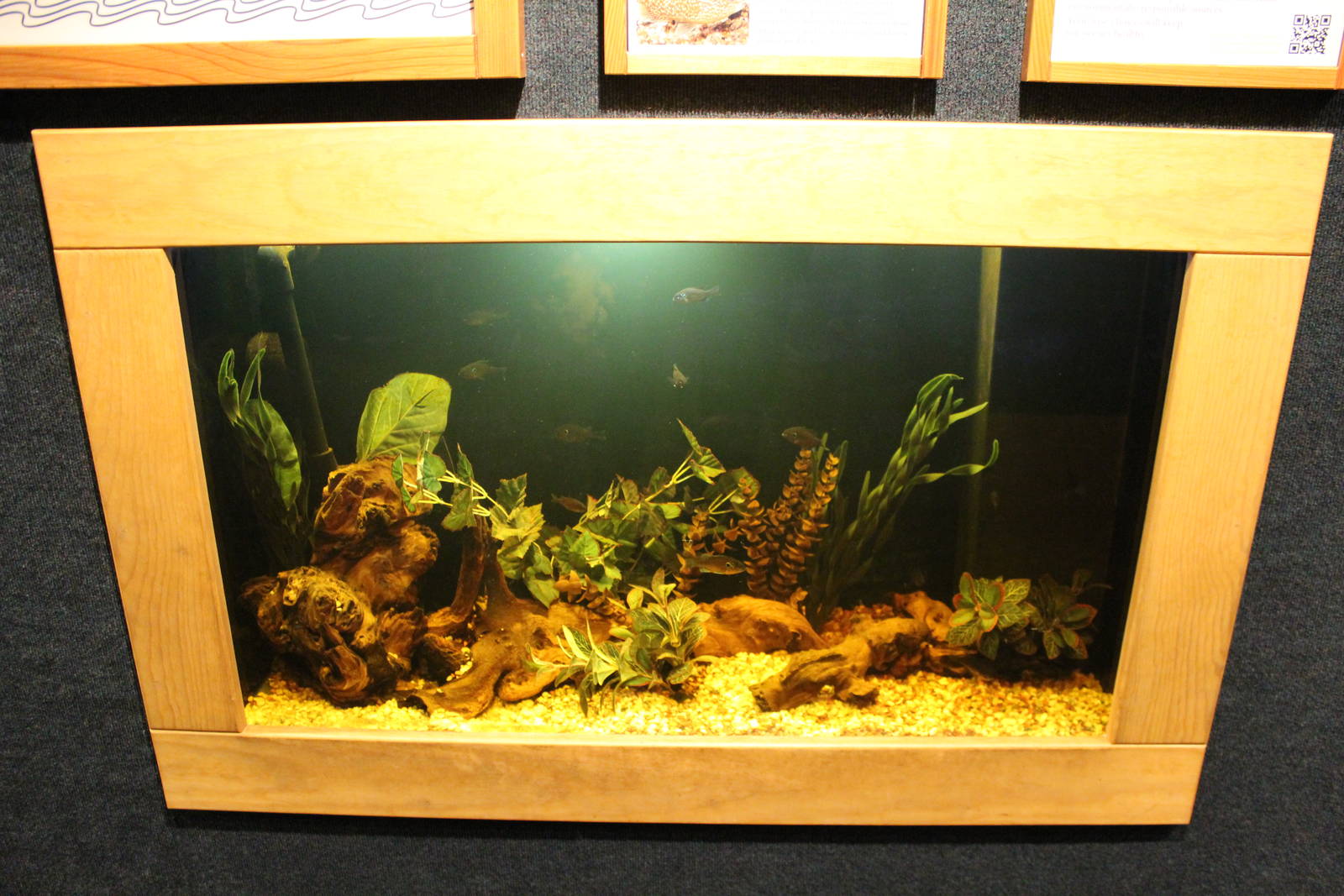 Mar. 2016 - Manatee Springs - Dollar Sunfish Tank (New)