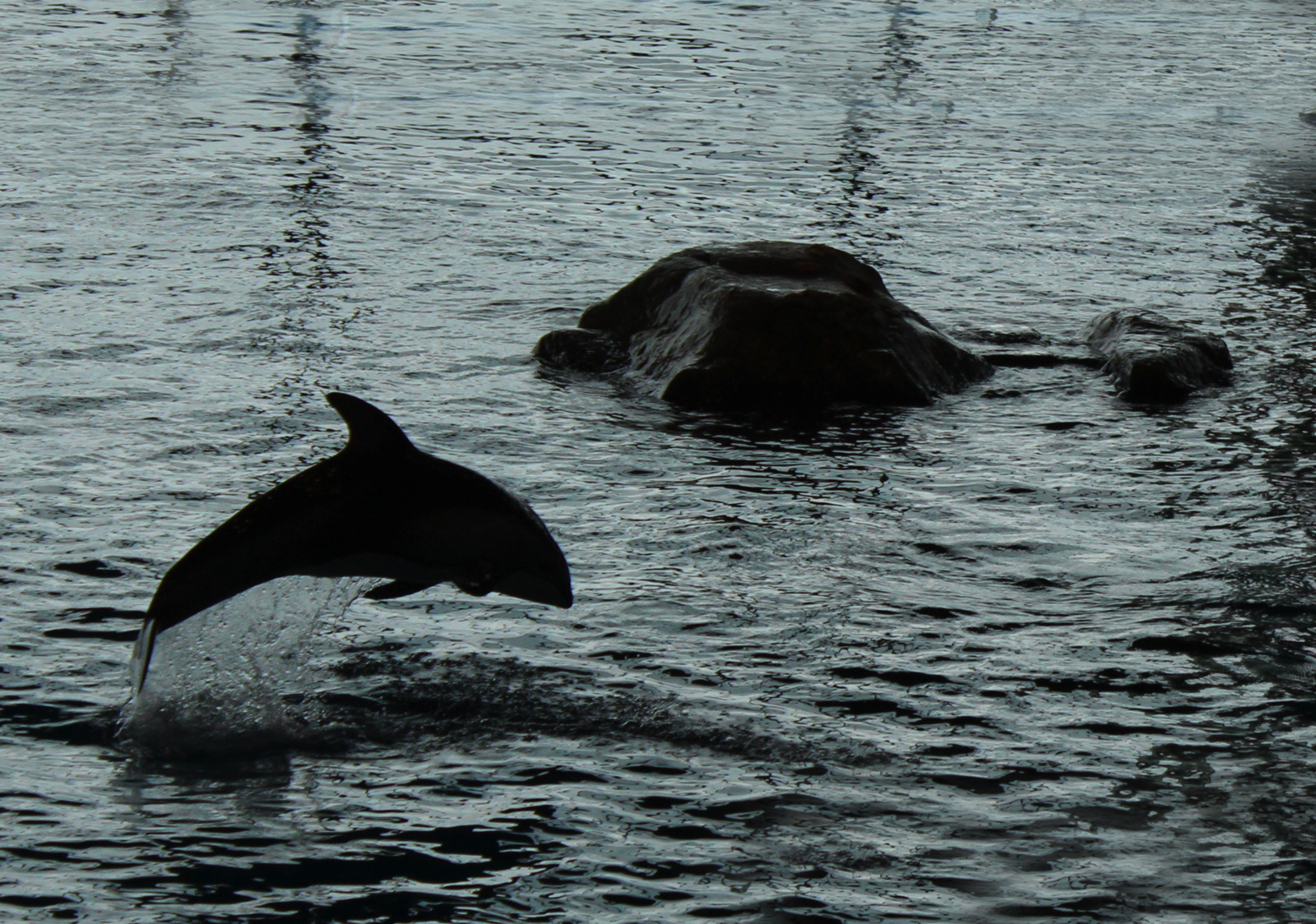 Mar. 2016 - Oceanarium - Pacific White-sided Dolphin