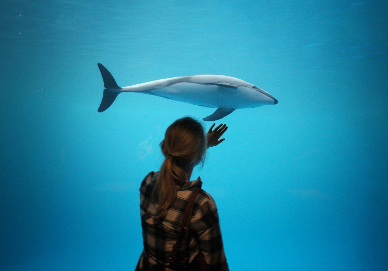 Mar. 2016 - Oceanarium - Pacific White-sided Dolphin
