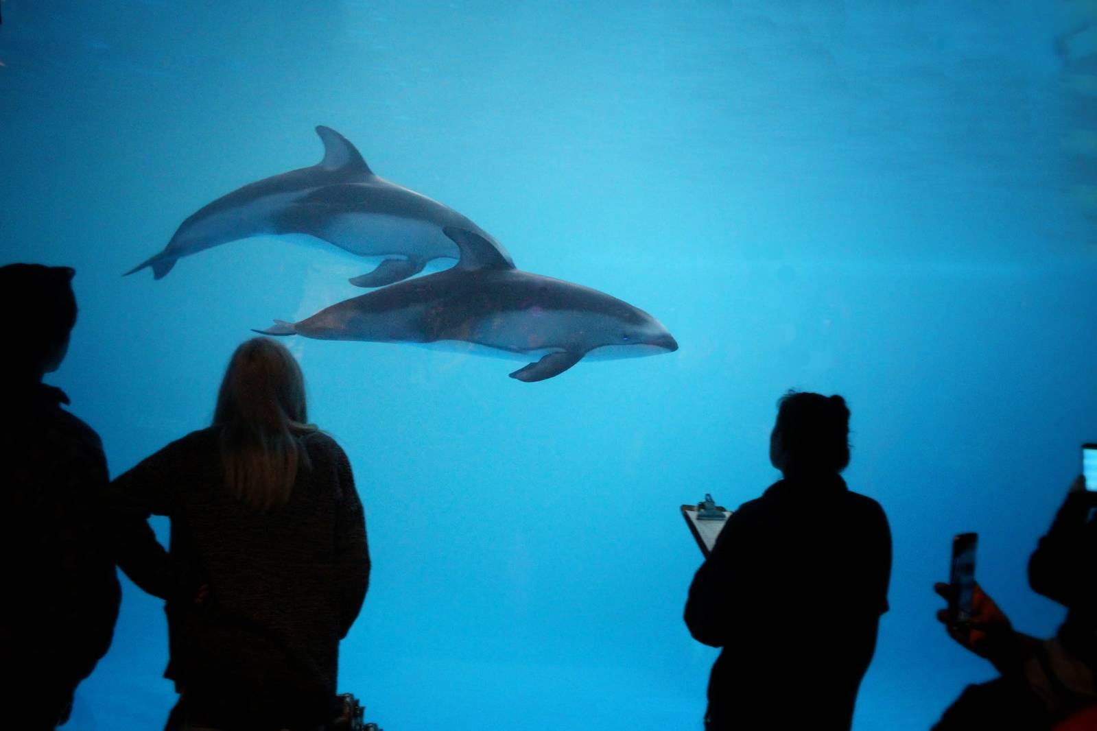 Mar. 2016 - Oceanarium - Pacific White-sided Dolphins