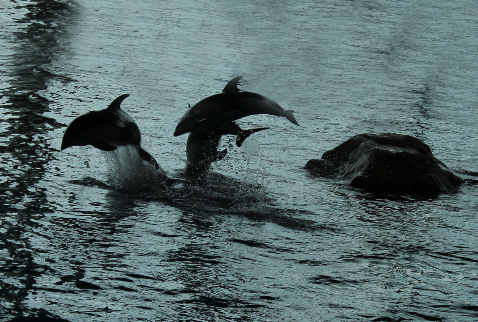 Mar. 2016 - Oceanarium - Pacific White-sided Dolphins