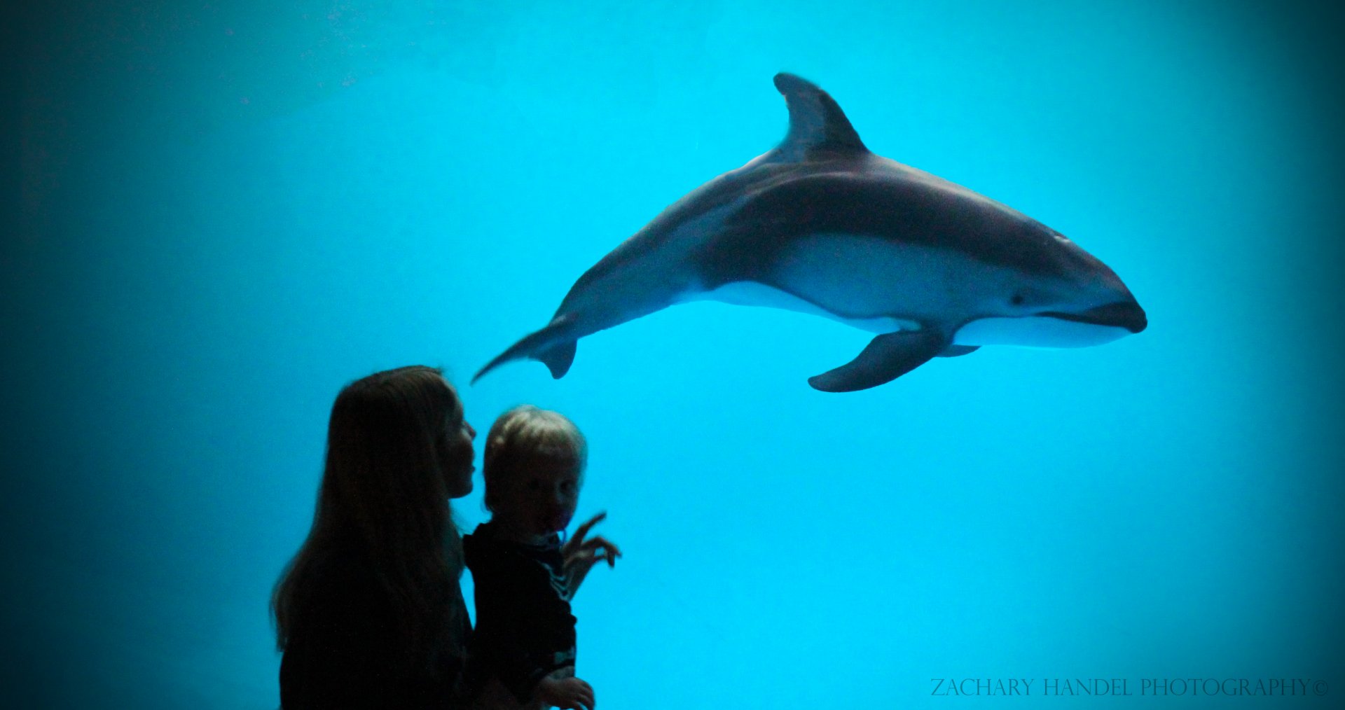 Mar. 2016 - Pacific Northwest Oceanarium - Pacific White-sided Dolphin