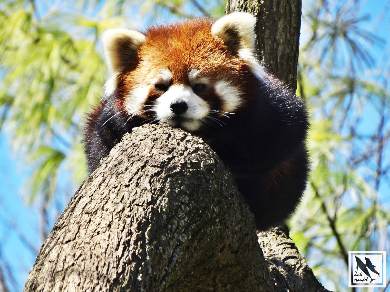Mar. 2016 - Red Panda