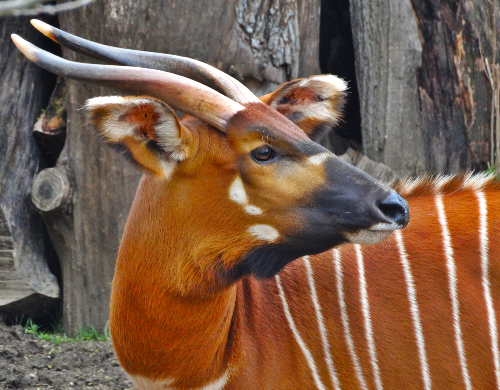 Mar. 2016 - Rhino Reserve - Eastern Bongo