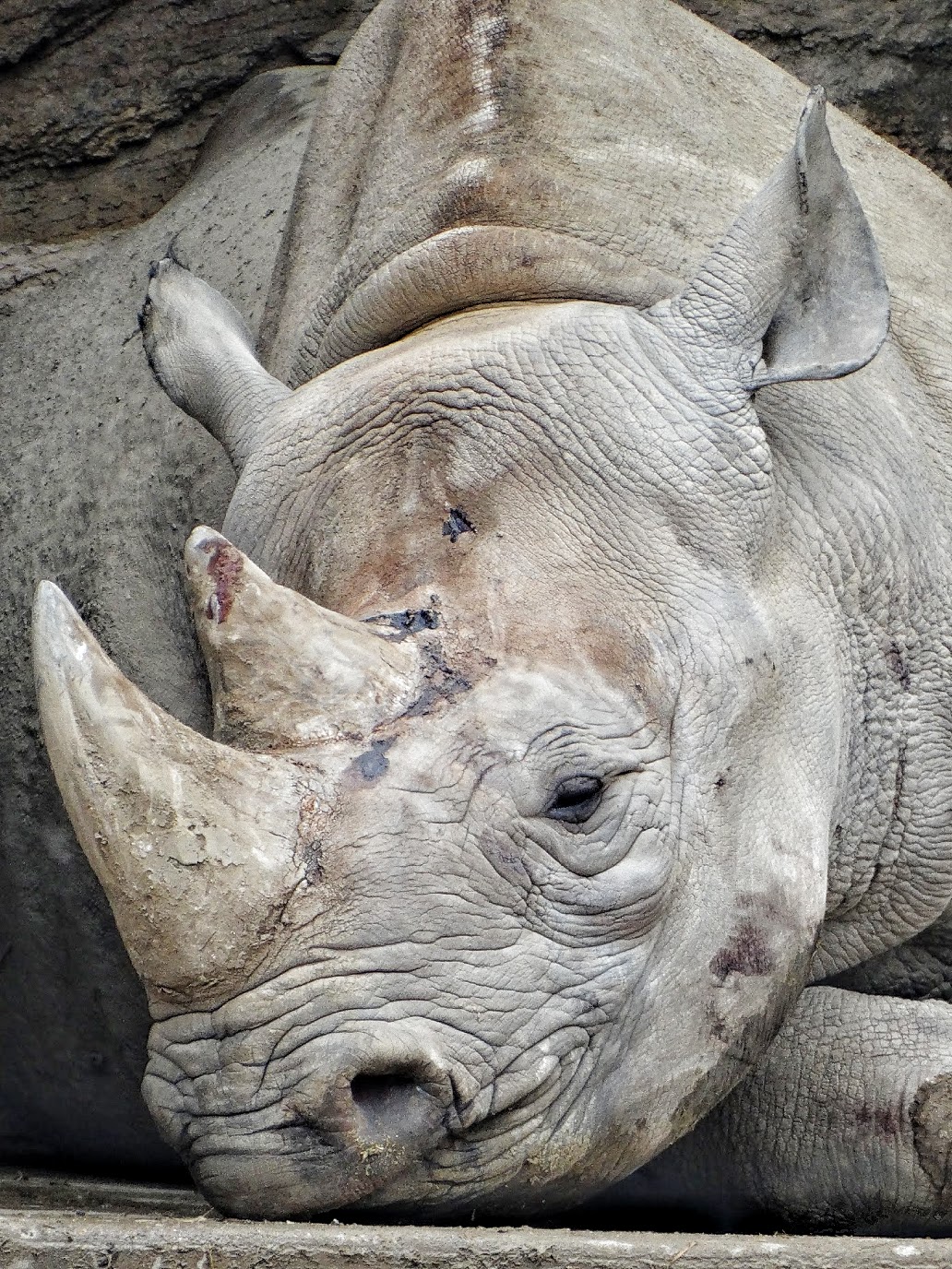 Mar. 2016 - Rhino Reserve - Seyia