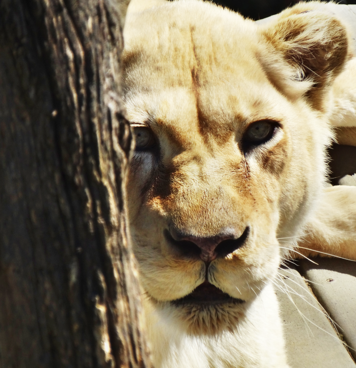 Mar. 2016 - White Lions of Timbavati - Prosperity