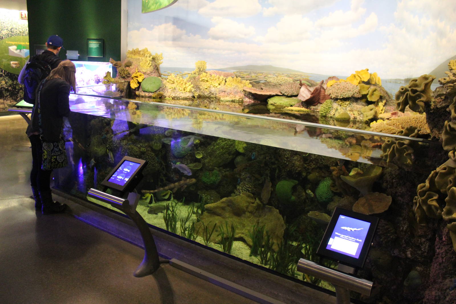 Mar. 2016 - Wild Reef - Lagoon Tank (16 Species)