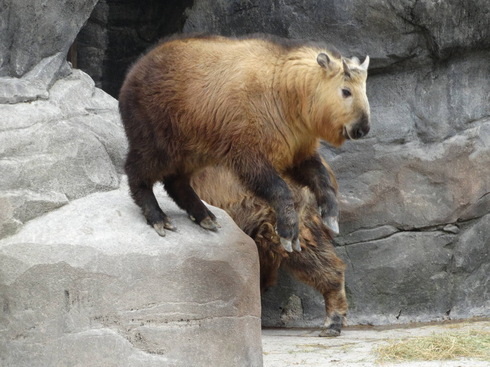 Mar. 2016 - Wildlife Canyon - Dale