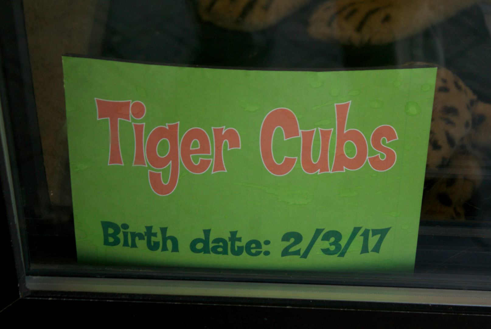 Mar. 2017 - Children's Zoo - "Come Look at the Baby Lions!"