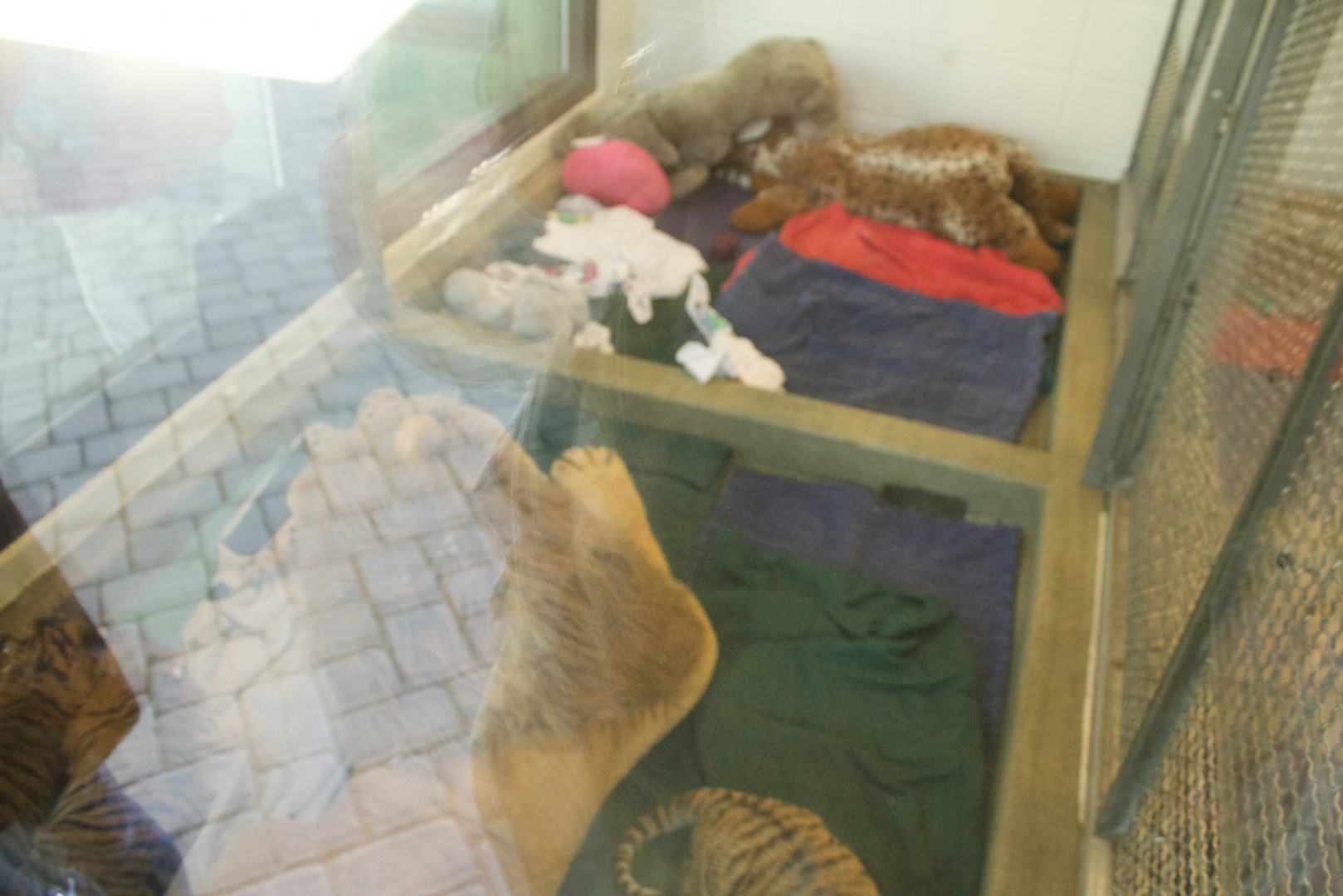 Mar. 2017 - Children's Zoo - Tiger Cub Exhibit