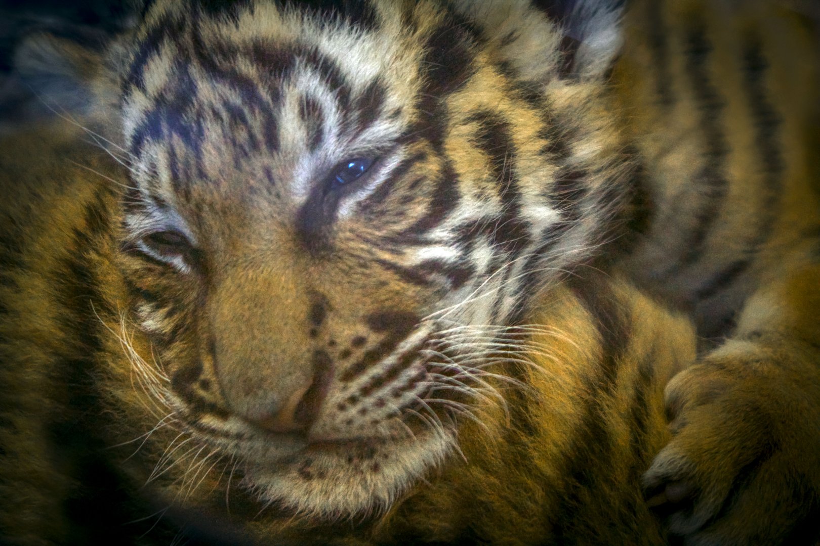 Mar. 2017 - Children's Zoo - Tiger Cub
