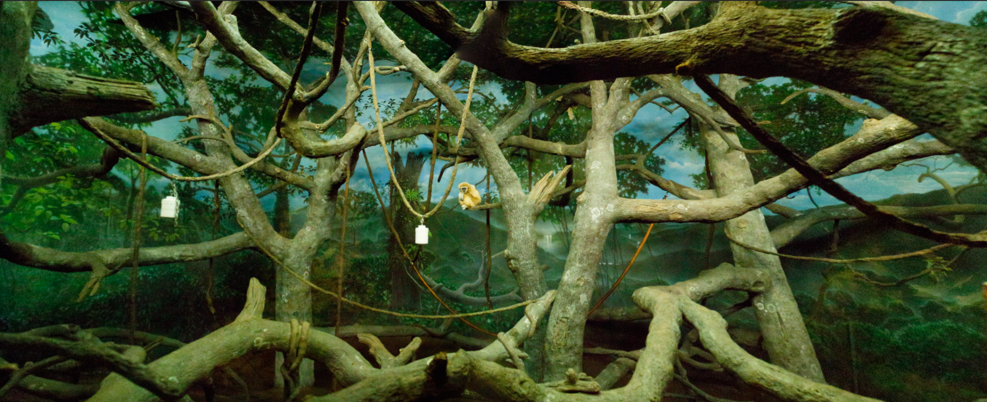 Mar. 2017 - Jungle Trails - Gibbon/Orangutan Indoor Exhibit (Panorama)