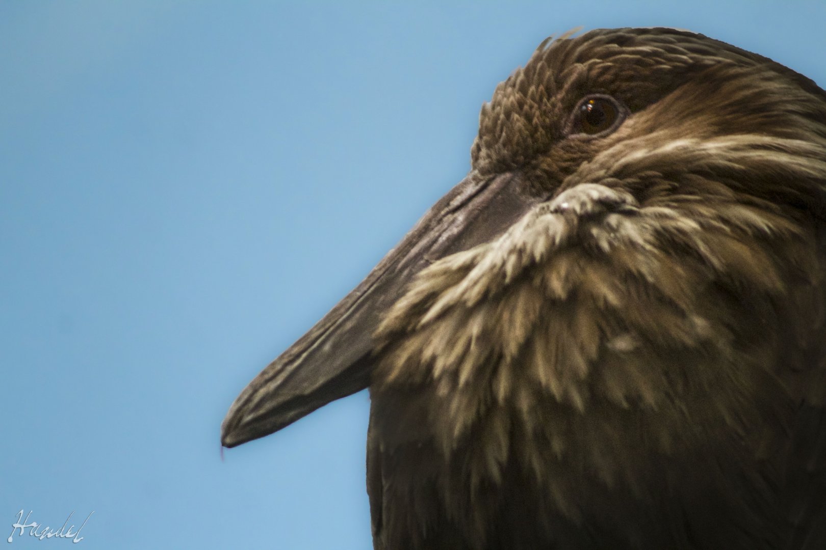 Mar. 2017 - Jungle Trails - Hammerkop