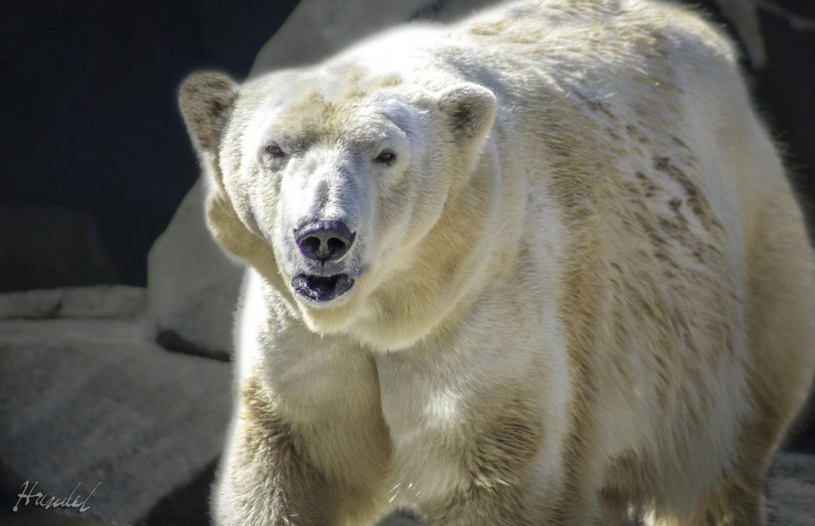 Mar. 2017 - Lords Of The Arctic - Anana