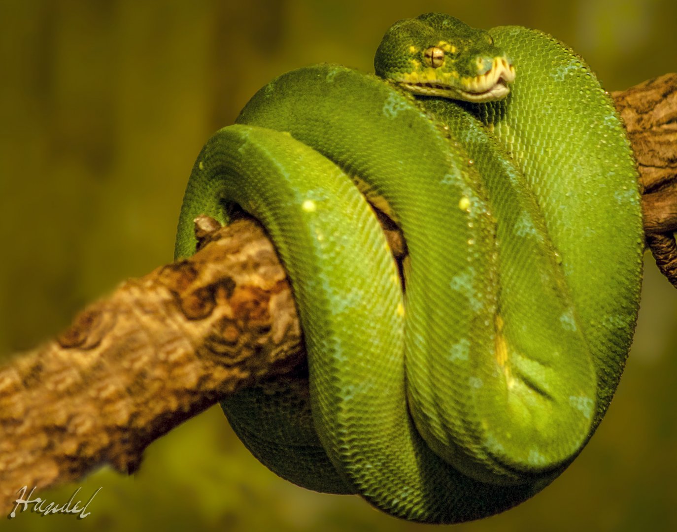Mar. 2017 - Reptile House - Green Tree Python
