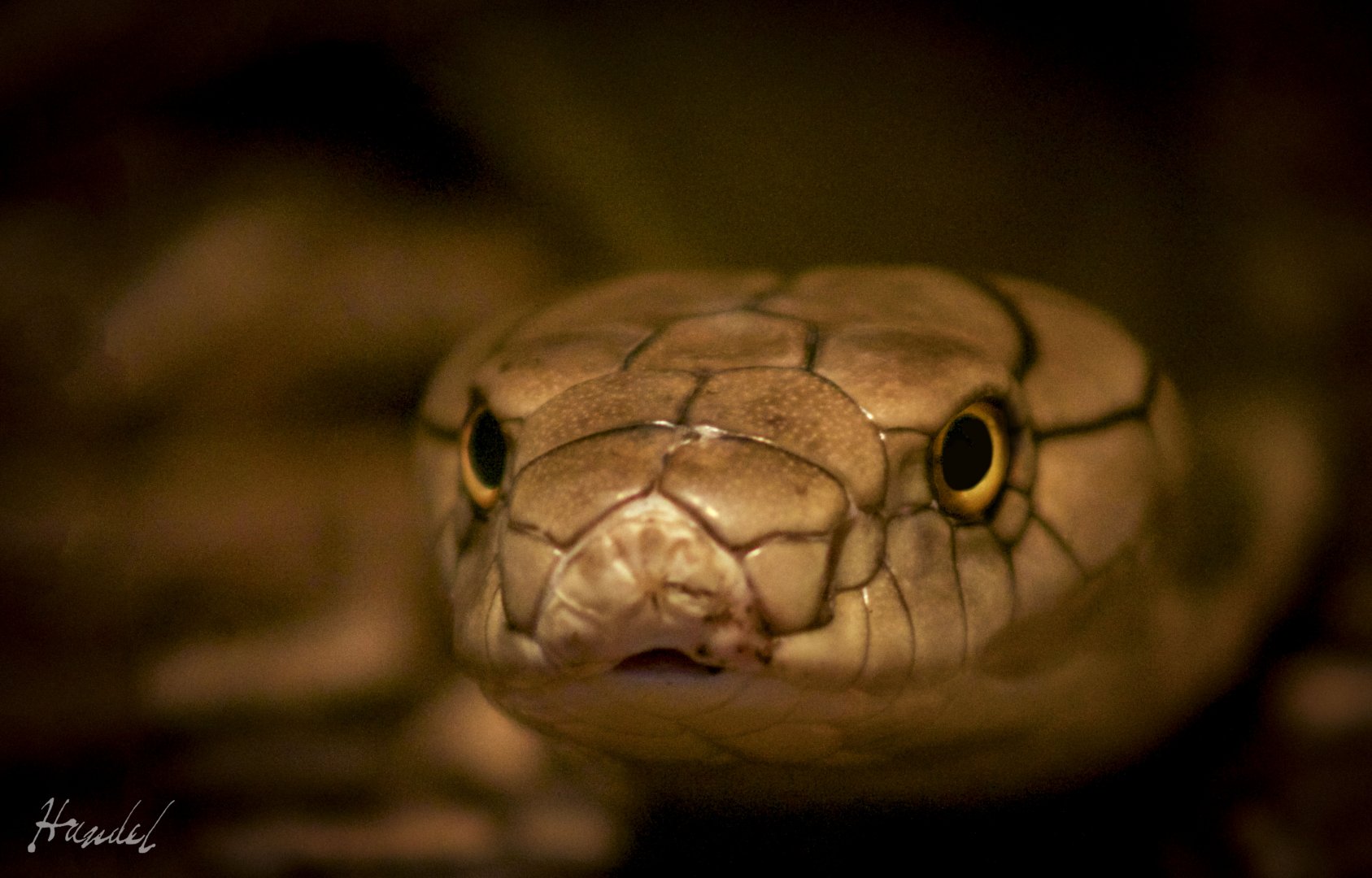 Mar. 2017 - Reptile House - King Cobra