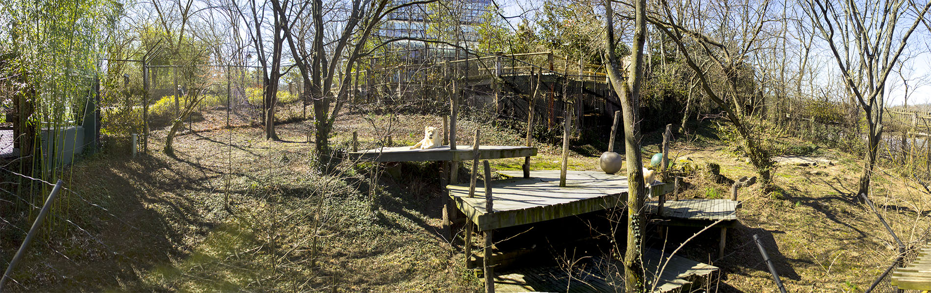 Mar. 2017 - White Lions of Timbavati Panorama