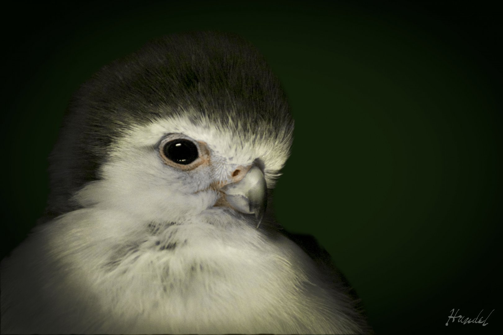 Mar. 2017 - Wings Of The World - African Pygmy Falcon
