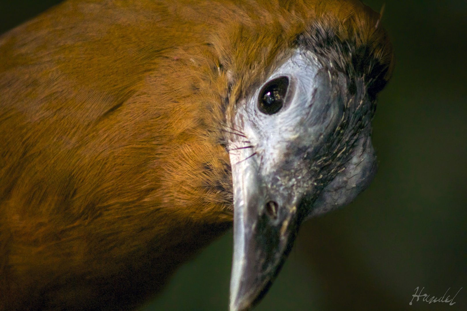 Mar. 2017 - Wings Of The World - Another Successful Capuchinbird Photo
