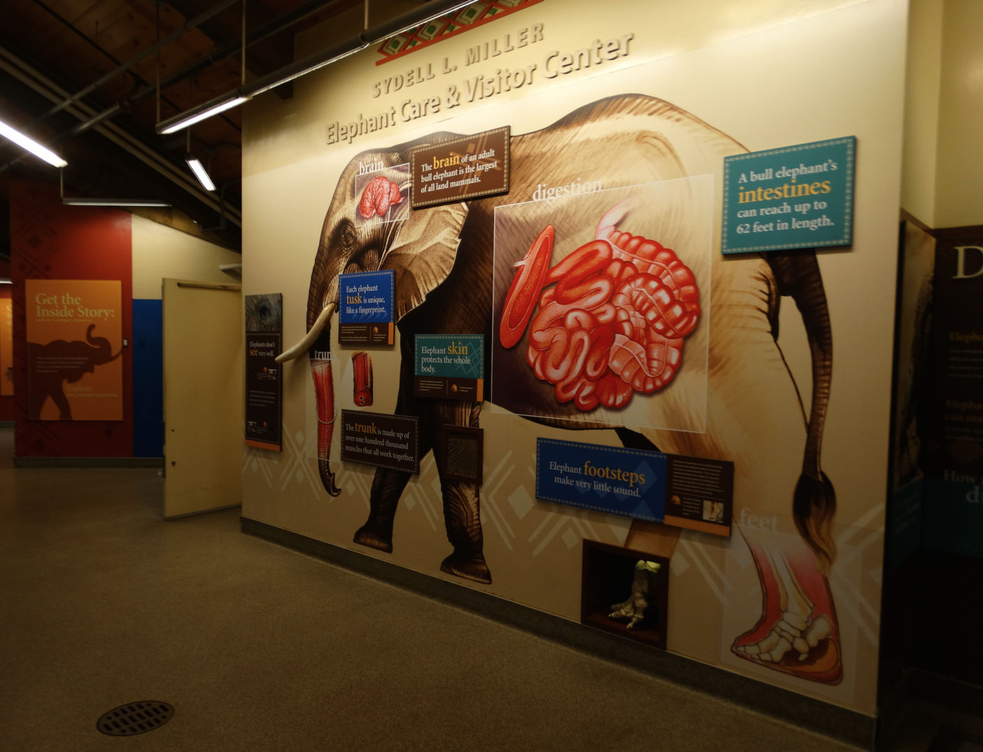 Mar. 2018 - African Elephant Crossing - Care Center Graphics