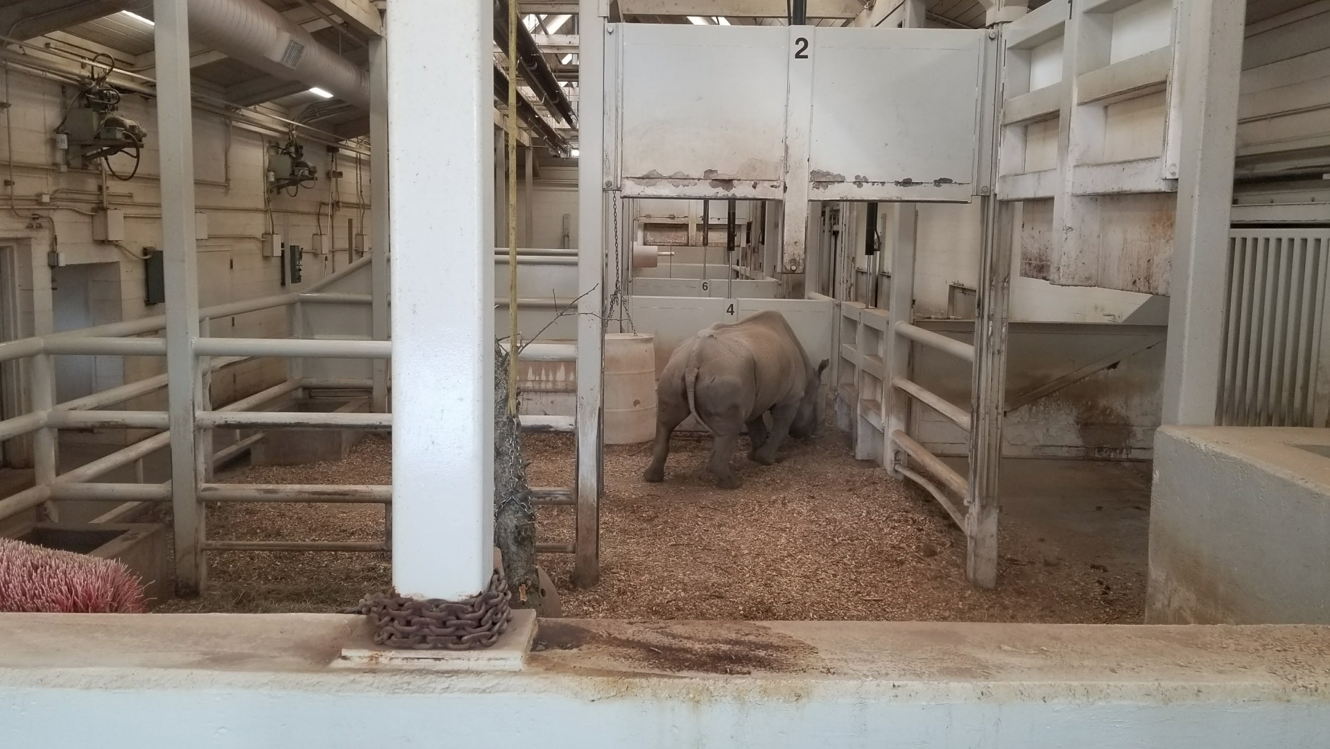 Mar. 2018 - African Savanna - Indoor Black Rhino Exhibit