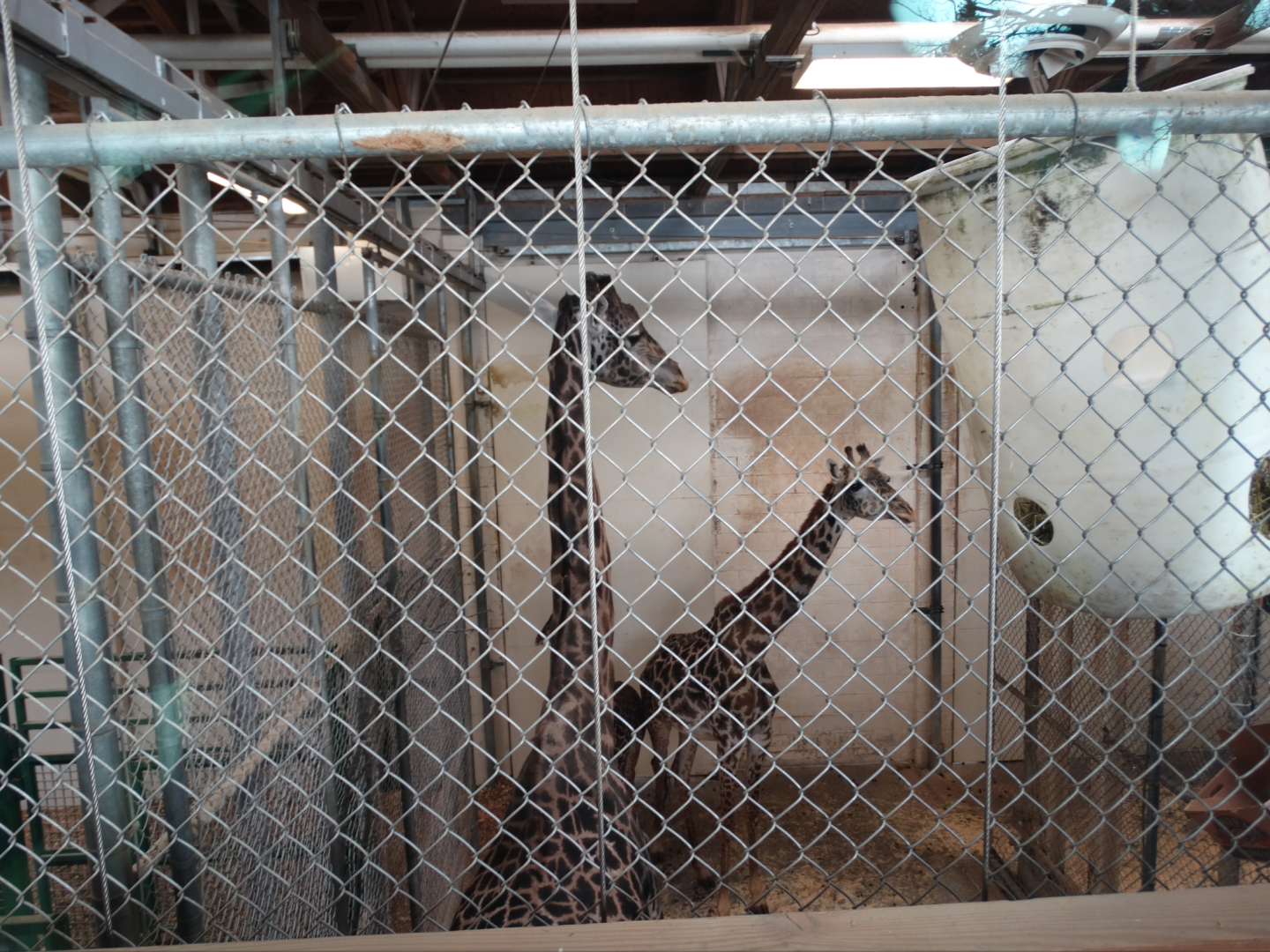 Mar. 2018 - African Savanna - Indoor Masai Giraffe Exhibit