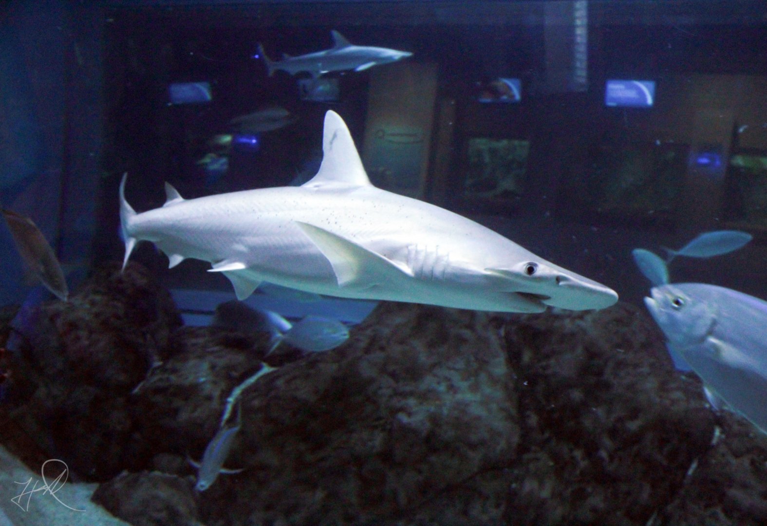 Mar. 2018 - Aquarium - Bonnethead