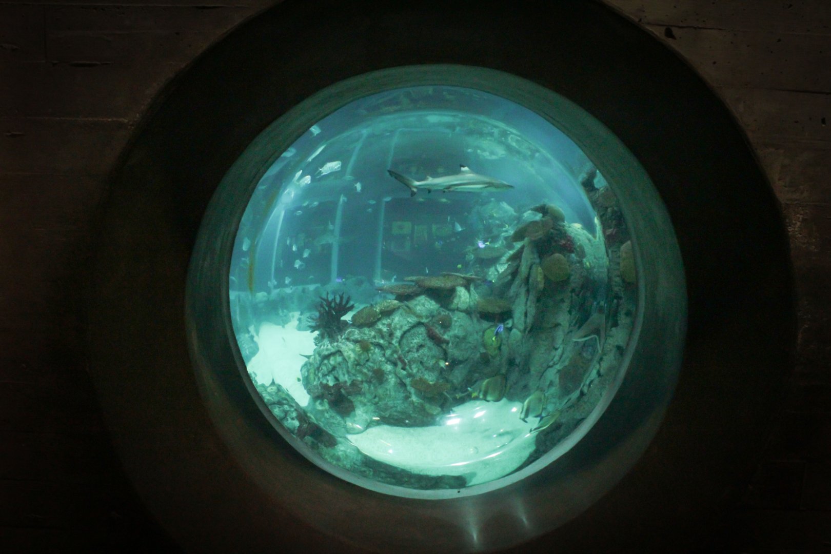 Mar. 2018 - Aquarium - Bubble View Of Main Tank