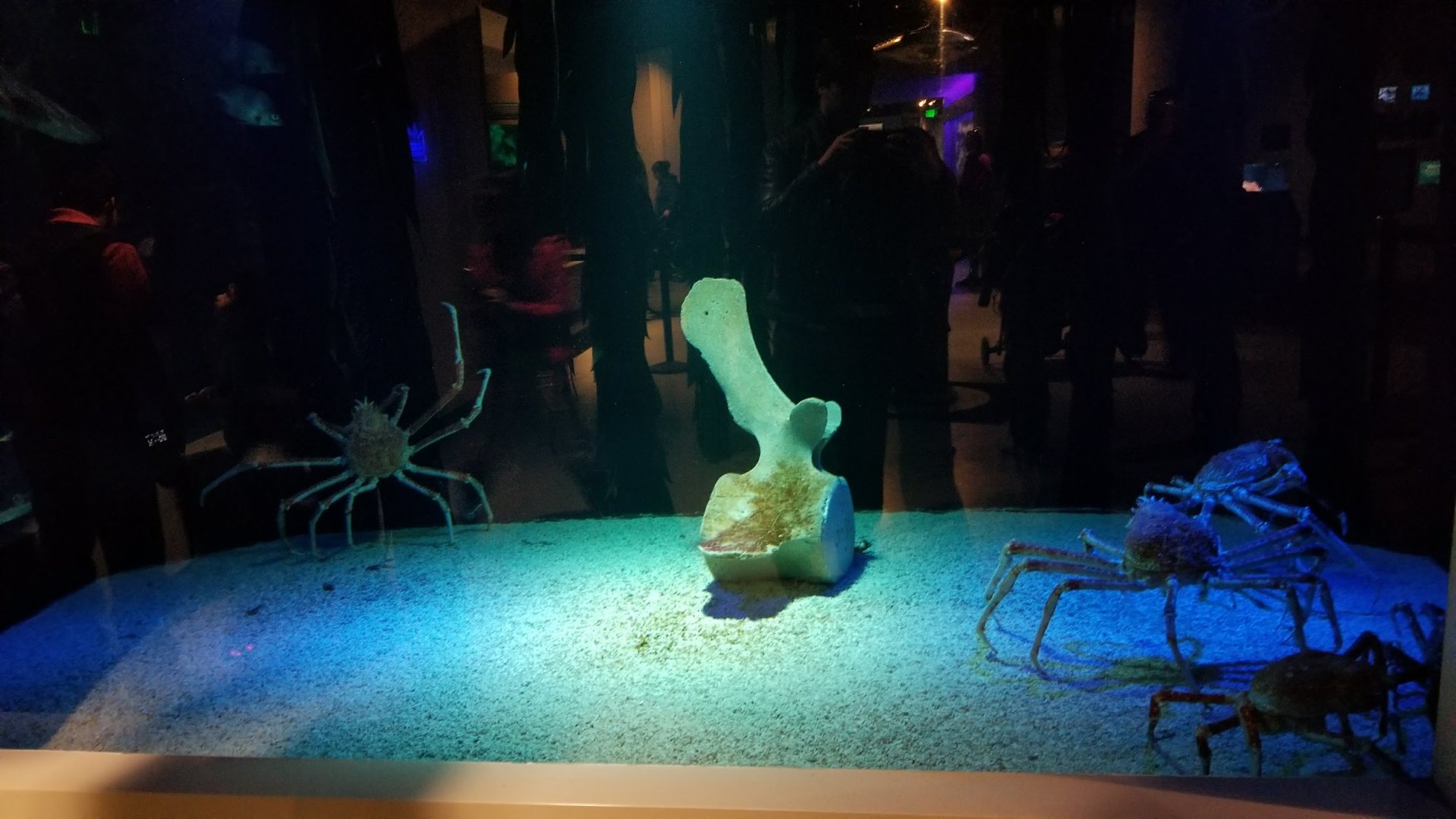 Mar. 2018 - Aquarium - Japanese Spider Crab Exhibit