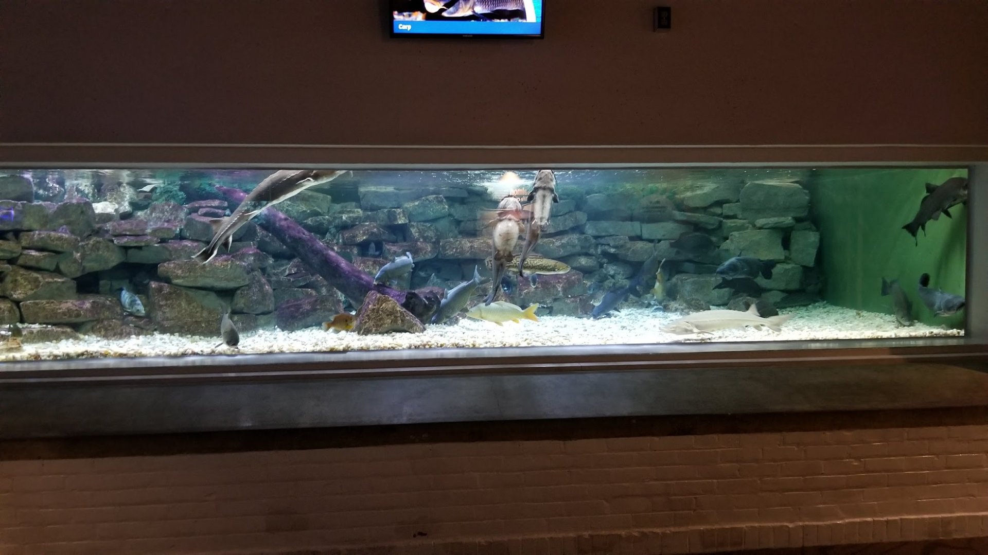 Mar. 2018 - Aquarium - Lake Erie Islands Tank (8 Species)