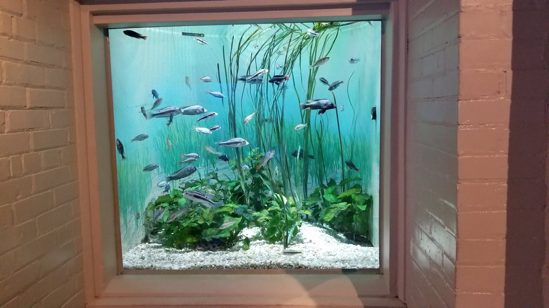 Mar. 2018 - Aquarium - Lake Victoria Tank (4 Species)