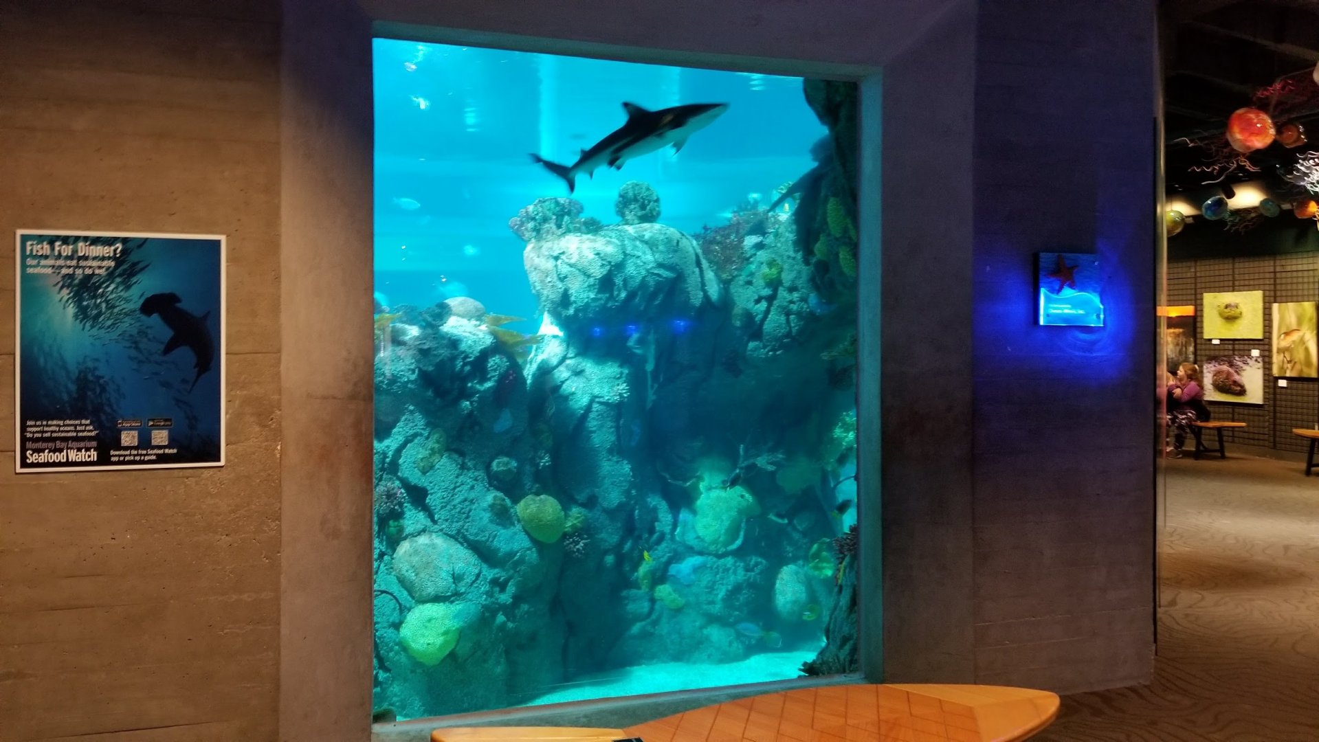 Mar. 2018 - Aquarium - Main Tank