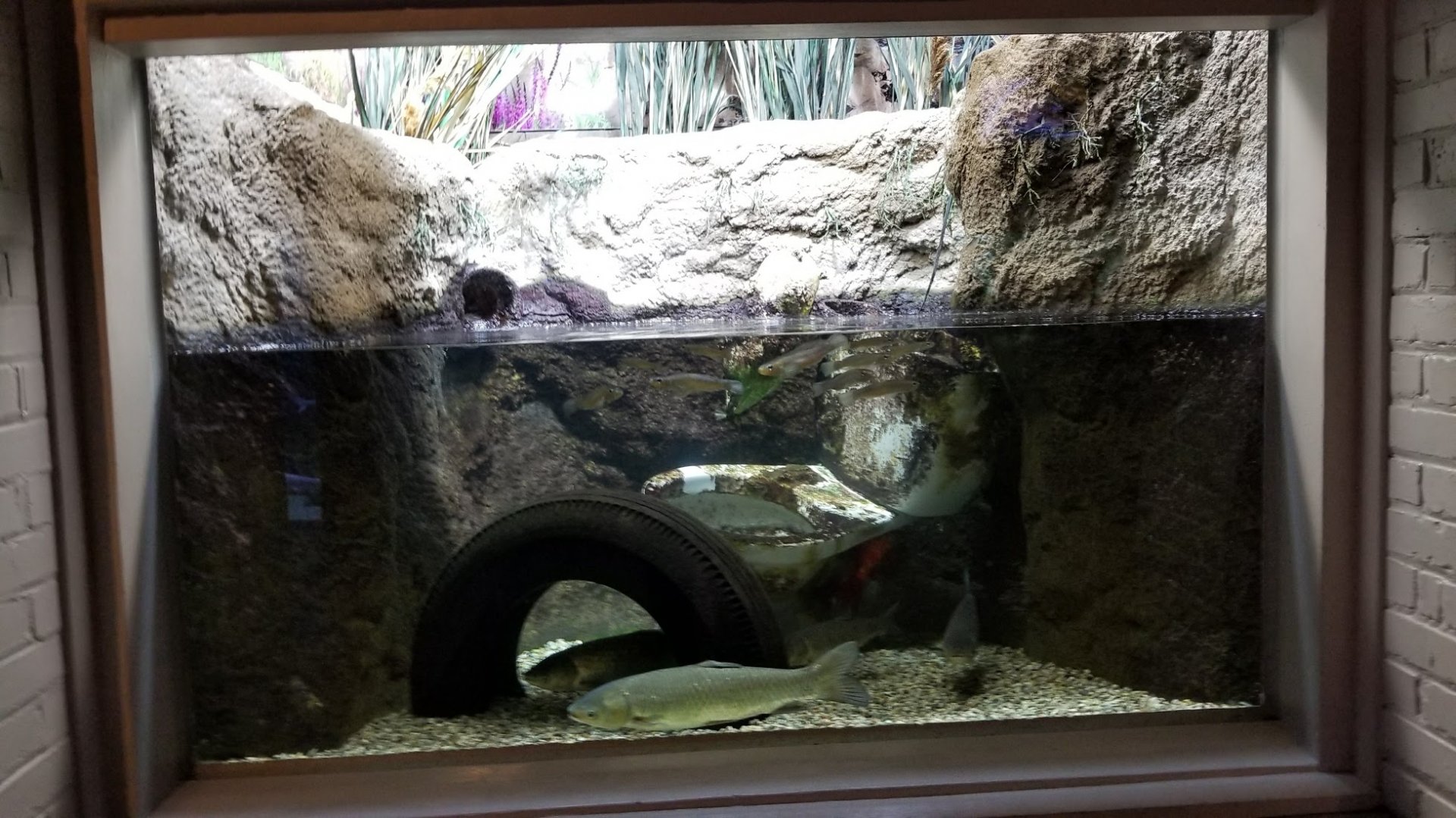 Mar. 2018 - Aquarium - Ohio Invaders Tank (3 Species)