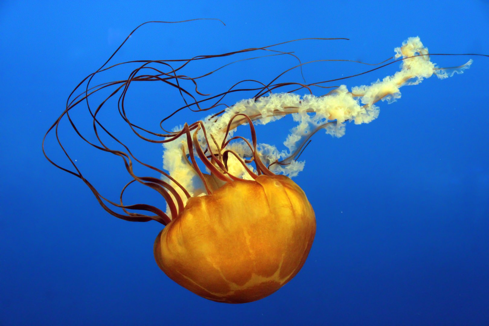 Mar. 2018 - Aquarium - Pacific Sea Nettle
