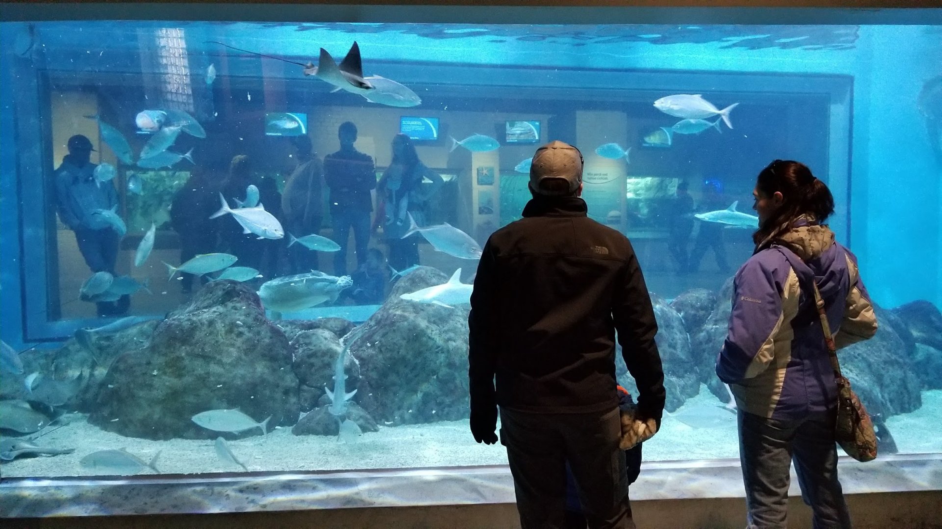 Mar. 2018 - Aquarium - Spotted Eagle Ray + Cownose + Southern Stingray + Bonnethead + Green Sea Turtle Tank