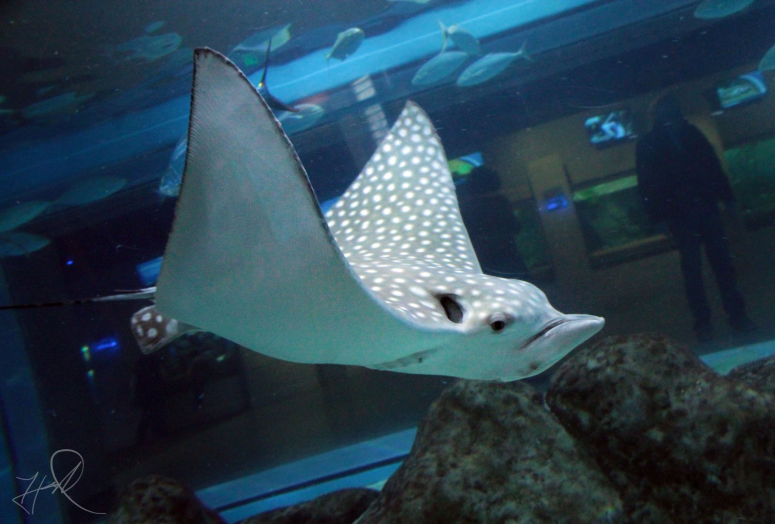 Mar. 2018 - Aquarium - Spotted Eagle Ray