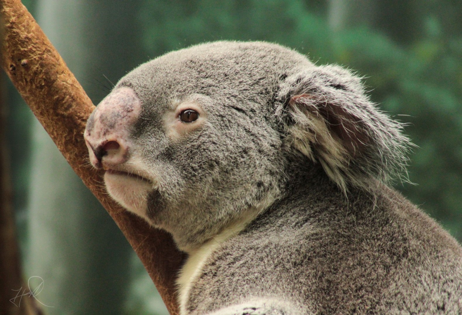 Mar. 2018 - Australian Adventure - Koala