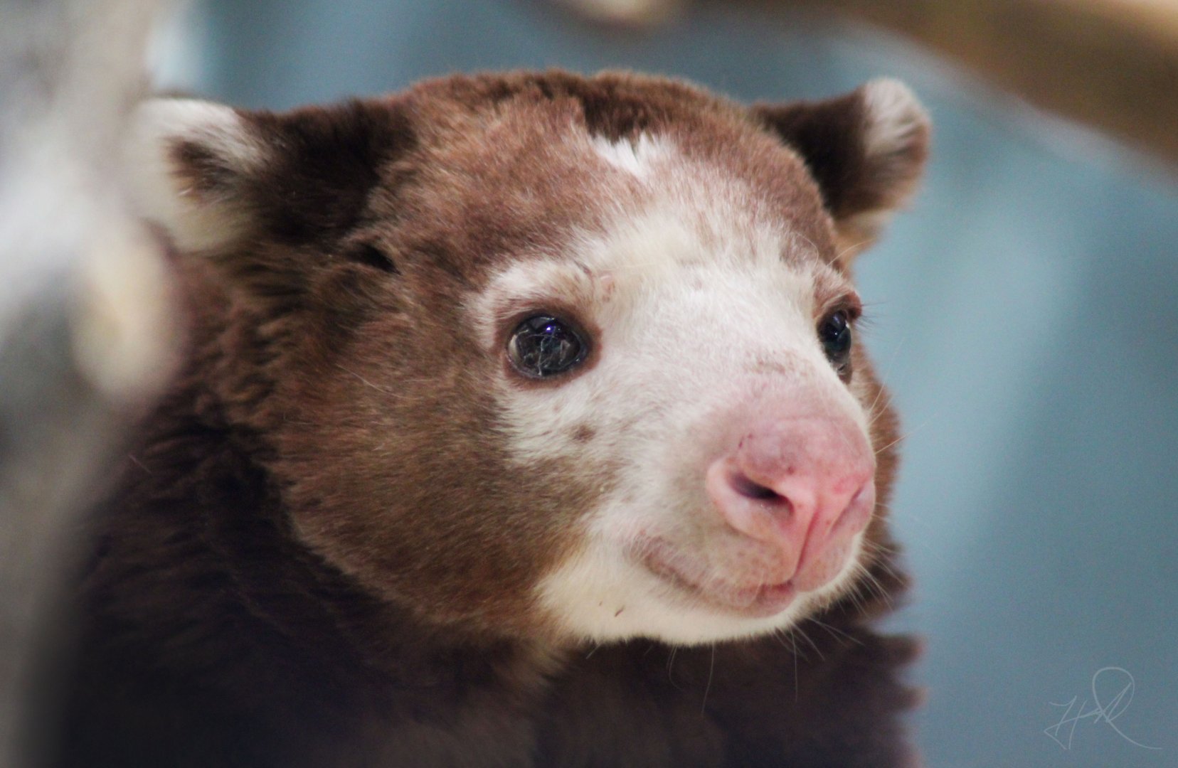 Mar. 2018 - Australian Adventure - Matschie's Tree Kangaroo