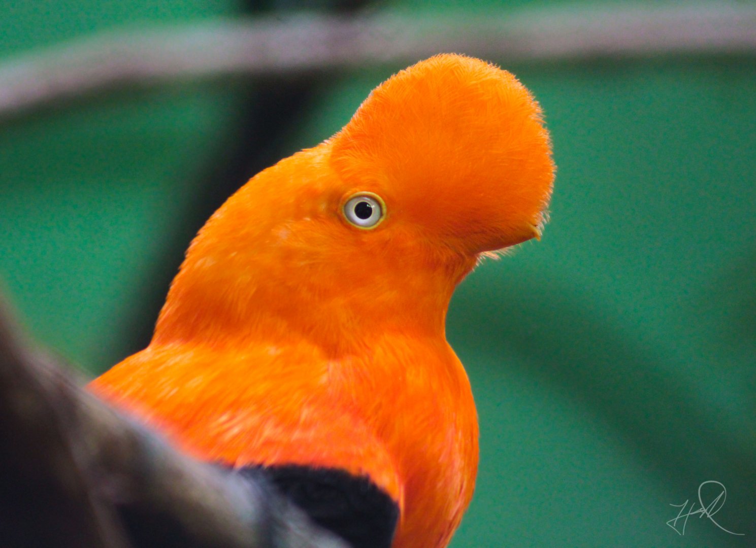 Mar. 2018 - Aviary - Andean Cock-of-the Rock