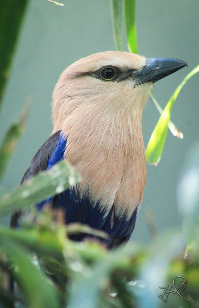 Mar. 2018 - Aviary - Blue-bellied Roller