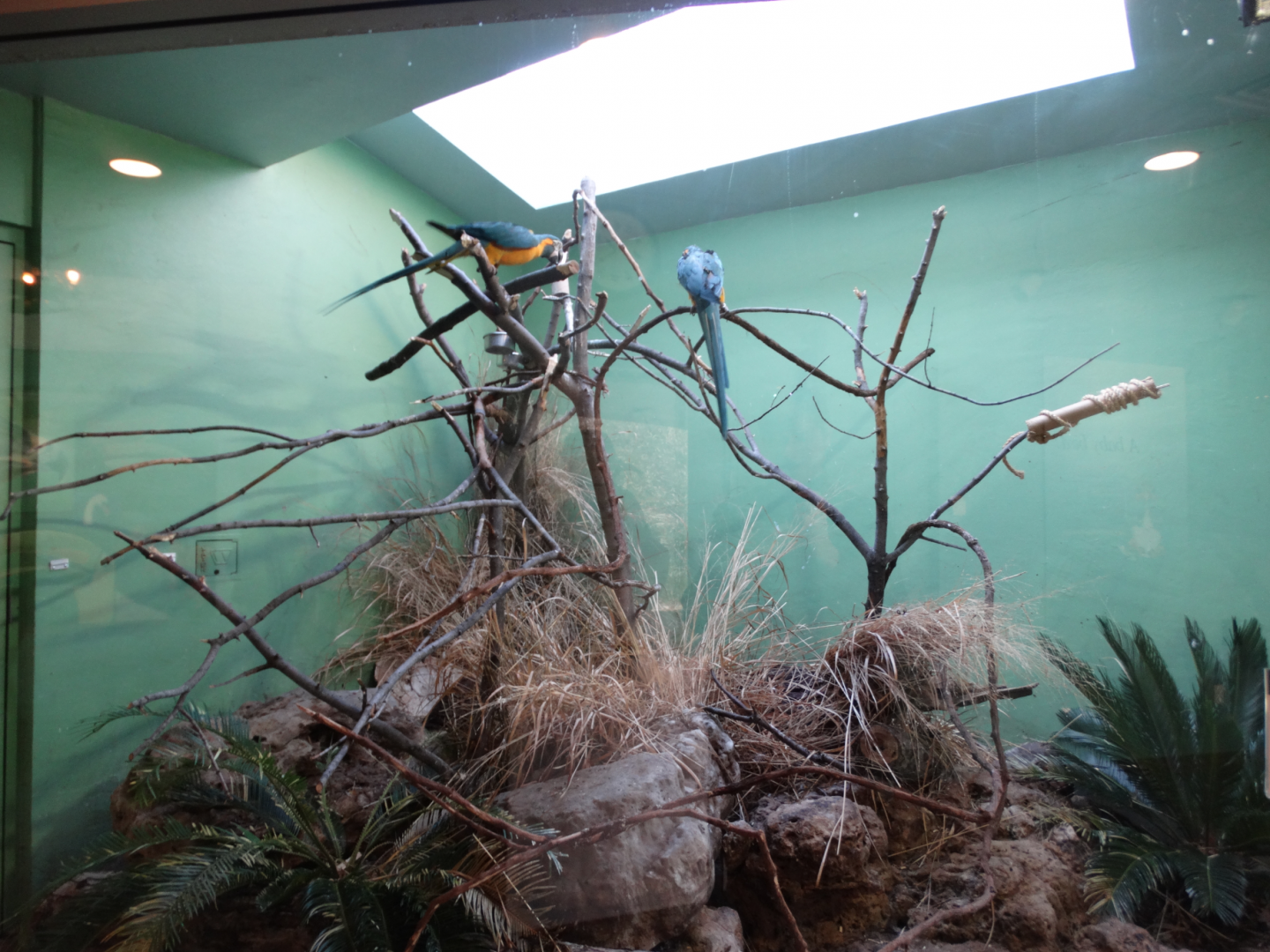Mar. 2018 - Aviary - Blue-throated Macaw Exhibit