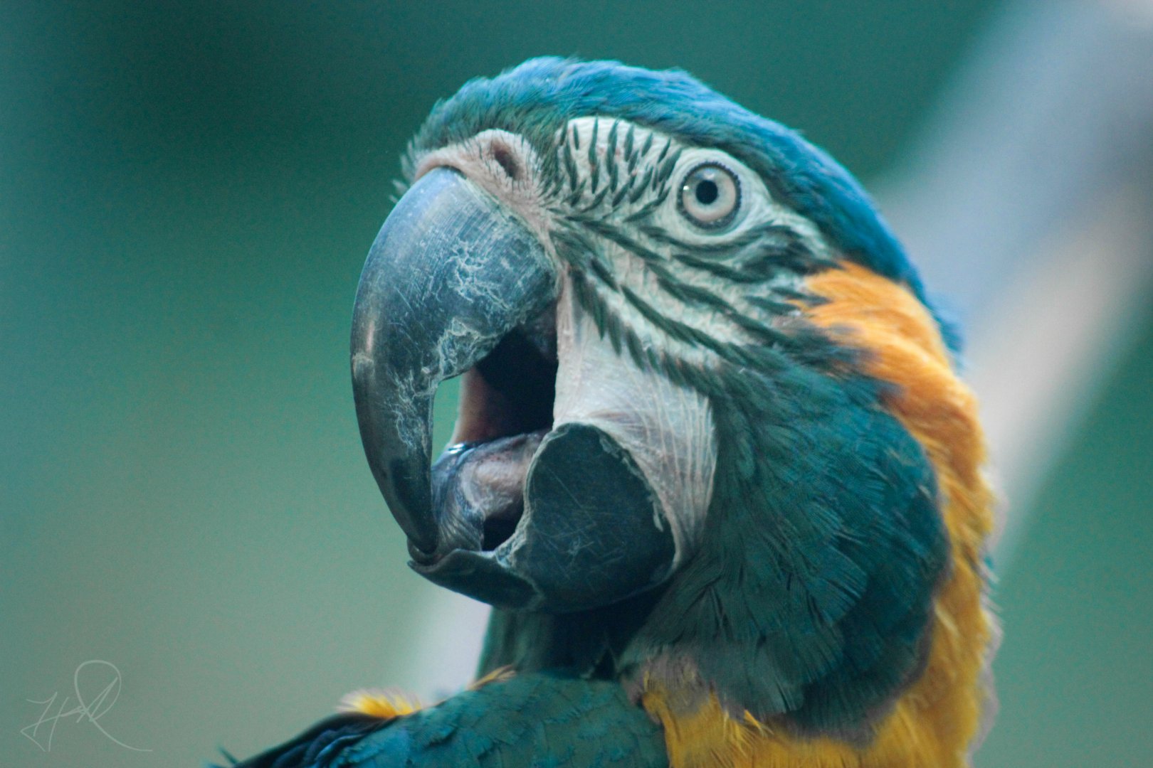 Mar. 2018 - Aviary - Blue-throated Macaw