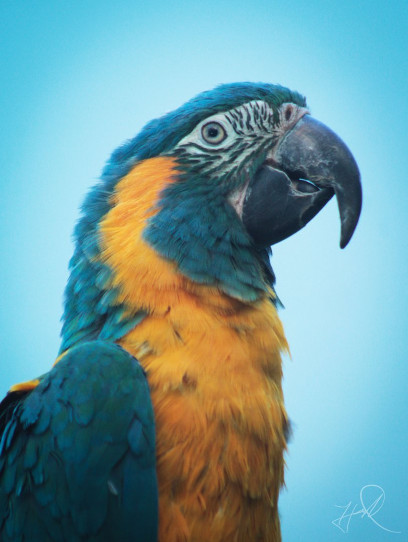 Mar. 2018 - Aviary - Blue-throated Macaw