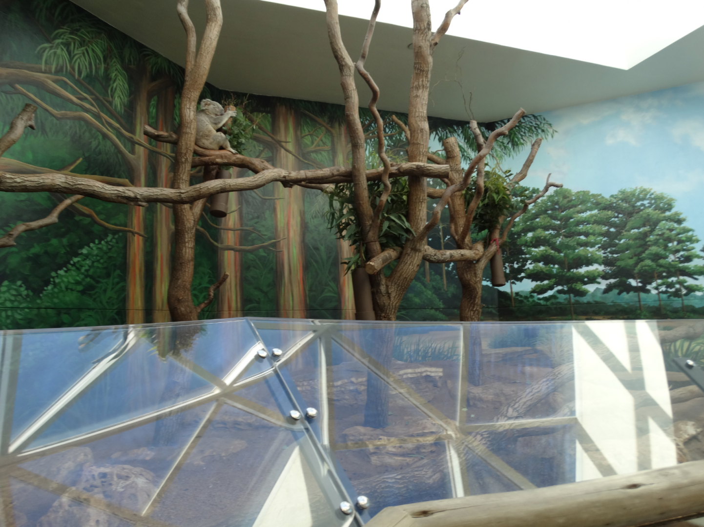 Mar. 2018 - Aviary - Koala Exhibit
