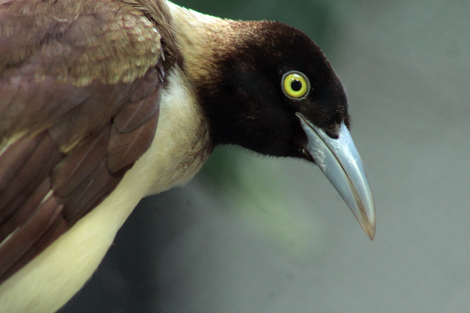 Mar. 2018 - Aviary - Lesser Bird-of-Paradise
